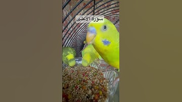 #سورة_الأعلى #قرآن فضل السورة في مربع التعليقات #المصحف #اليمن #العراق #طيور #البادجي #quran #birds