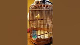 Waterslager Canary 2020