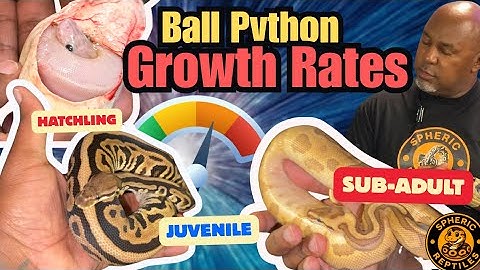 Ball Python Growth Explained: Hatchling to Sub-Adult (Real Data & Charts)