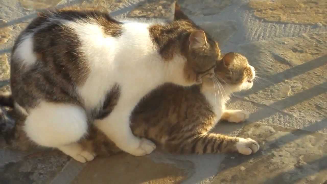 Cats Having Sex Youtube 