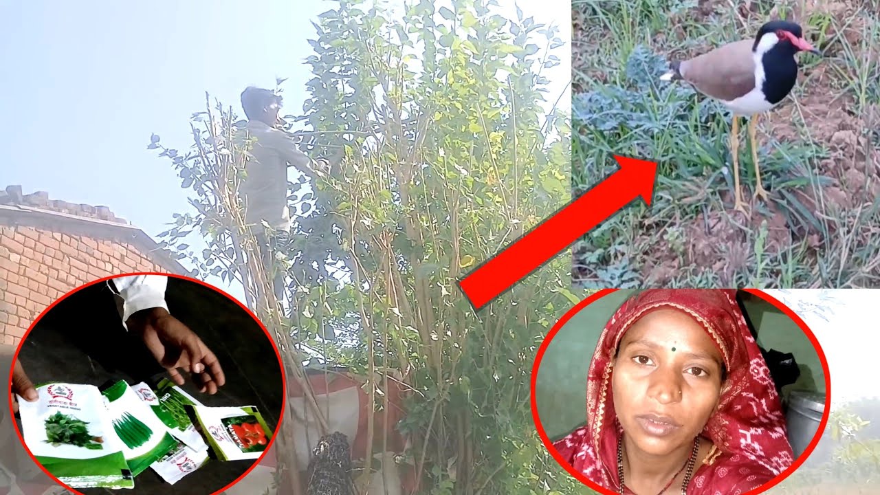 આજે અમારા ઘરે શાક ભાજીના બીજ લાવ્યા //RaShaji vlogs//