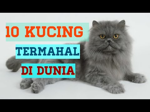 Video: Apakah Baka Kucing Yang Paling Mahal