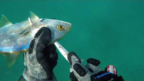 How to do Ikejime - how to dispatch a fish responsibly and sustainably