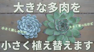 多肉植物 エケベリア 168 [Small but charming] Various ways to enjoy it - YouTube