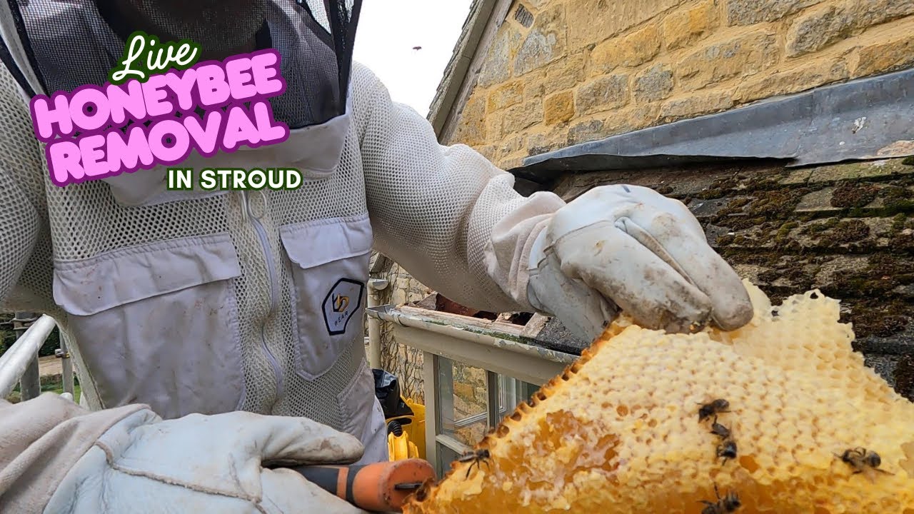 🎥 Live Bee Removal at a Country House in Stroud – Hive 3 Revealed! 🐝🏡