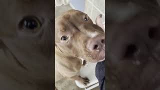 Meet Missy A Terrier American Pit Bull Currently Available For Adoption 1222021 92037 Am