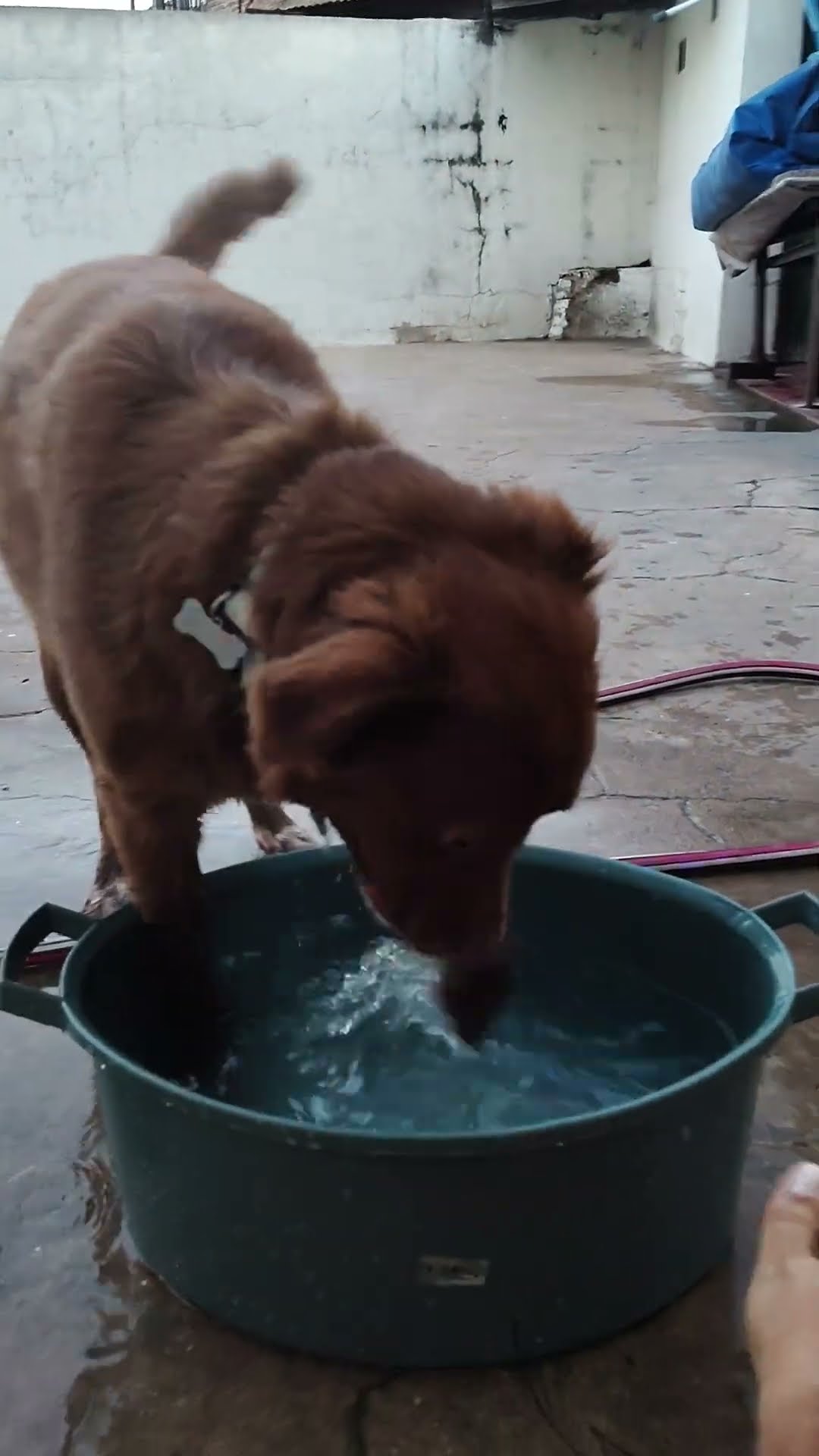 Playful Dog Disturbs Woman Cooling Her Feet in Water
