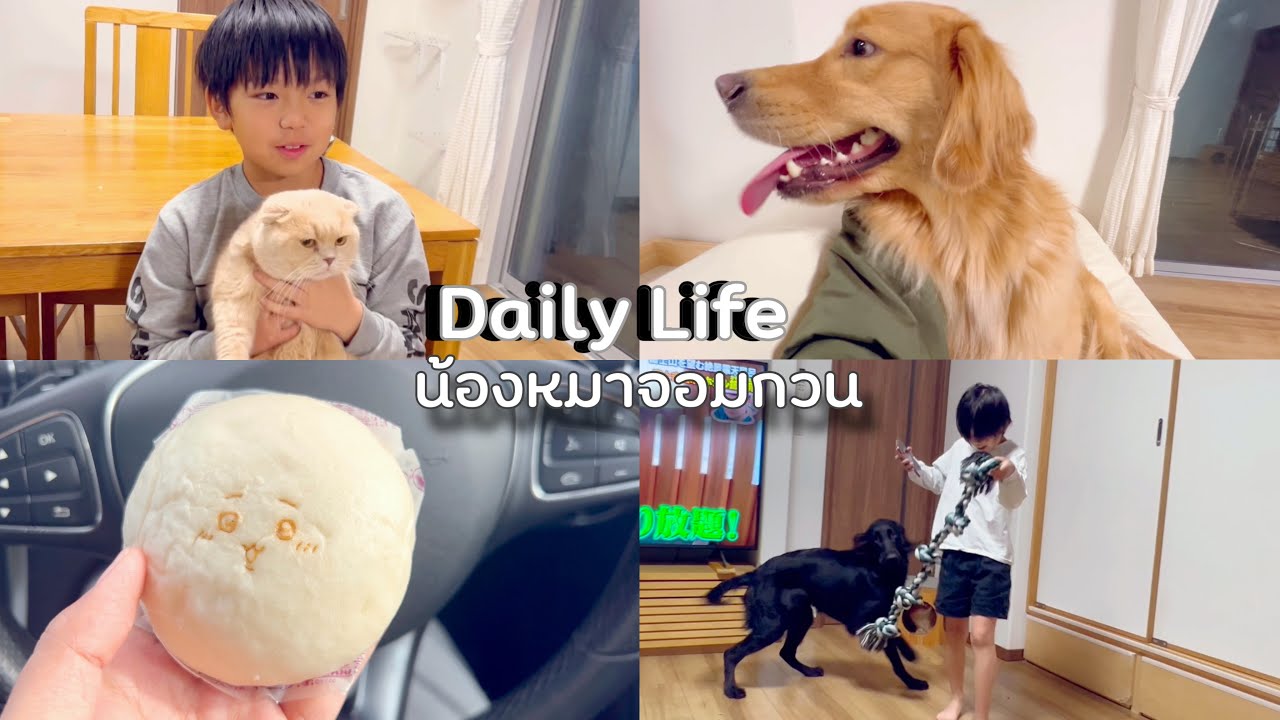 ชีวิตในญี่ปุ่นปี4•59 น้องLilyโตแล้วก็ยังเป็นจอมซนเหมือนเดิม เร่งเคลียร์งานเตรียมตัวกลับไทย