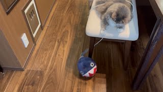 ワンワンをコントロールする猫　ノルウェージャンフォレストキャット　Cat walking Wanwan