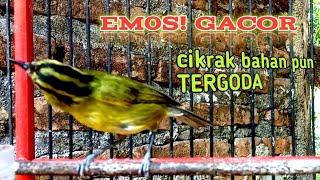 tralis gacor (cikrak daun) sangat bagus untuk pancingan burung lain rajin bunyi.