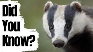 Did You Know These Facts About Badgers?