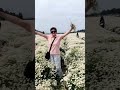 中国のオバさん　花を毟りまったとアピールする