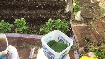 Free garden fertilizer Stinging nettle tea gardening tips video series during covid stay at home