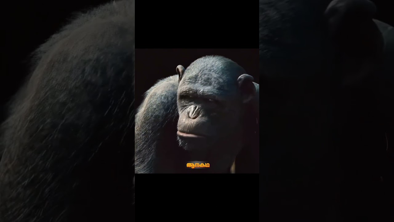 ബുദ്ധികൊണ്ട് മനുഷ്യനെ മുട്ടുകുത്തിച്ച കുരങ്ങൻ #malayalam #movies #explained #shorts