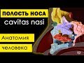 Полость носа (cavitas nasalis) 💀 | Анатомия человека [субтитры латынь]✅