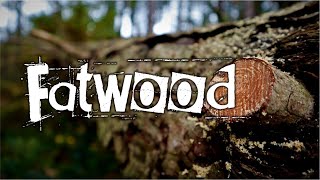 How and Where to find FATWOOD, Bushcraft Firestarting