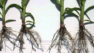 In-Furrow Starter