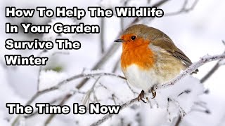 HOW I'LL BE HELPING WILDLIFE This Autumn/Winter