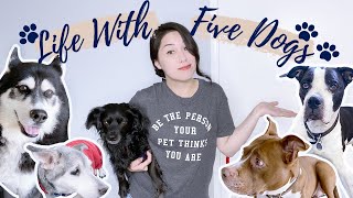 My 6 AM Early Morning Routine Living With 5 Dogs in 2021 My 6 AM Early Morning Routine Living With 5 Dogs in 2021