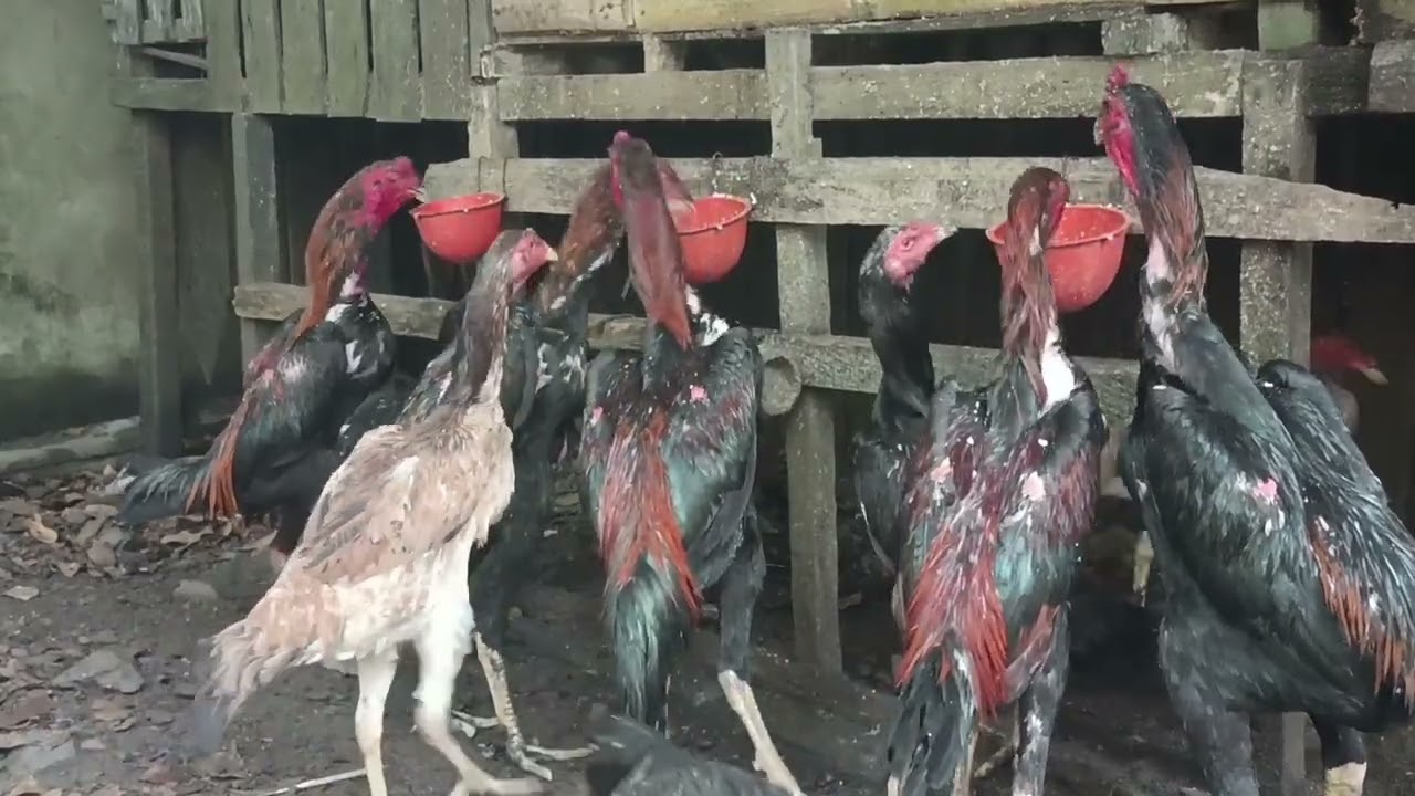 WAKTUNYA MAKAN DISORE HARI!!! AYAM SHAMO JEPANG