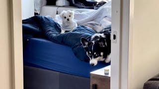 Corgi and Maltese protect mom from Intruder!