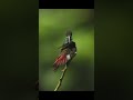 Rufous-tailed hummingbird preening  #canon #naturephotography #wildlifephotography #birdphotographer