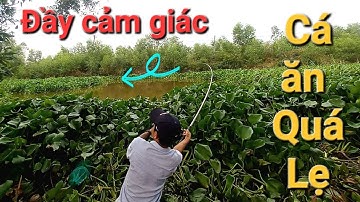 đi câu cá rô đồng mà cá tra nó ục ngứa mắt định câu chơi mà nó ăn thiệt - câu cá tra sông - p127