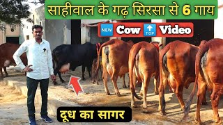 घर में पालने लायक साहीवाल 🆕6 Cow  🔝 Breed Sahiwal Cow Lot Video 👍 साहीवाल के गढ़ सिरसा में👍 #Sahiwal