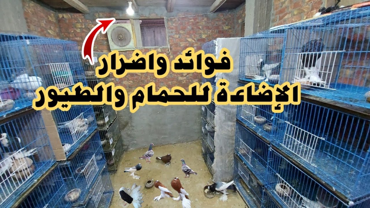 اهمية واضرار الإضاءه في تربيه الحمام وتاثيرها عالانتاج