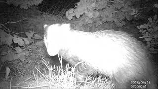 THESE BADGERS LIKE TO ITCH - The badger hole - Episode 4