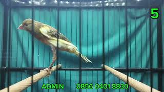 MATERI F2RASMI, f2GIBOSSO, F1YS, F1RASMI  !!!   MONGGO DI GAS BOS Q