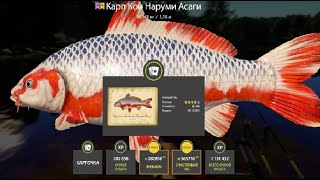 картинка: ПРОВЕРЯЕМ ФАРМ СЕРЕБРА и КОИ после СБРОСА на МЕДНОМ и ЗА ЛОСОСЕМ на АРХИП РУССКАЯ РЫБАЛКА 4 РР4