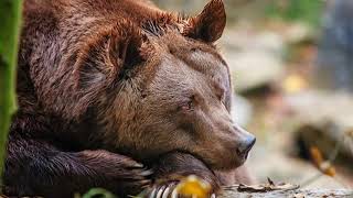 Федор Чистяков Медведь