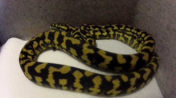 Jungle Carpet Python Setup/Feeding !