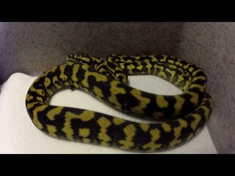 Jungle Carpet Python Setup/Feeding !