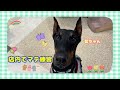 【幼稚園】藍ちゃん 🍀店内でマテ練習🍀
