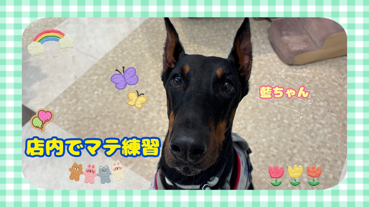 【幼稚園】藍ちゃん 🍀店内でマテ練習🍀