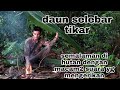 kesasar semalaman di hutan_nemu banyak hal disana