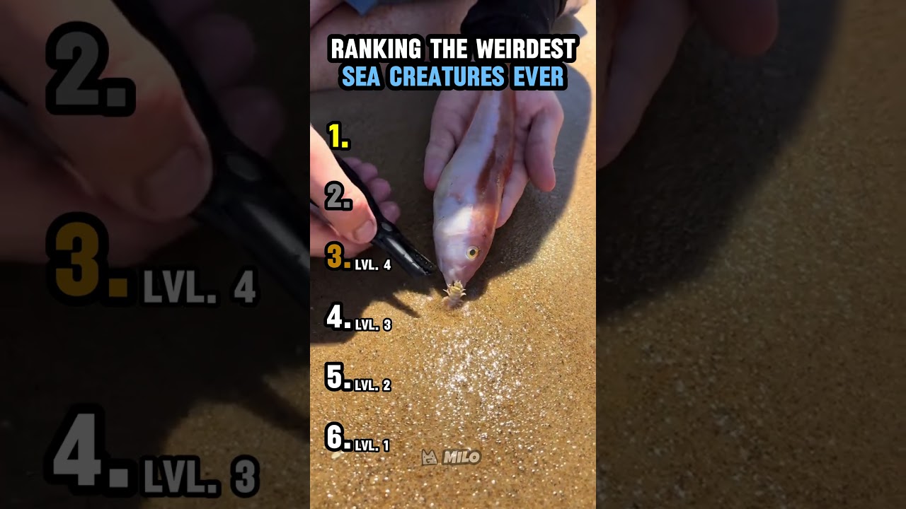 RANKING THE WEIRDEST SEA CREATURES EVER