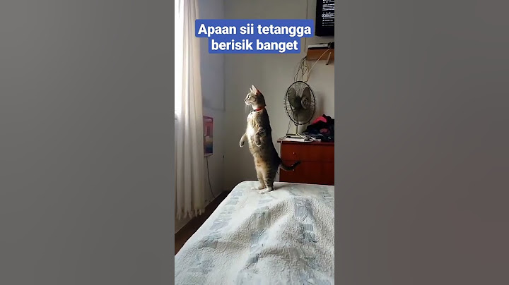 kucing kepo sama pertengkaran tetangga