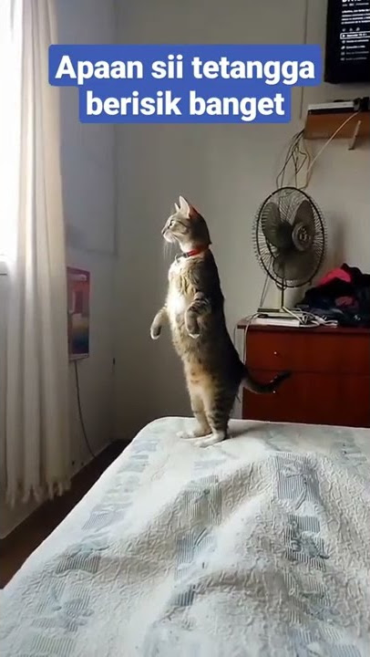 kucing kepo sama pertengkaran tetangga