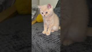 Cute little cream kitten #britishshorthair #cat #kitten #cutecats