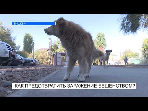 Как предотвратить бешенство