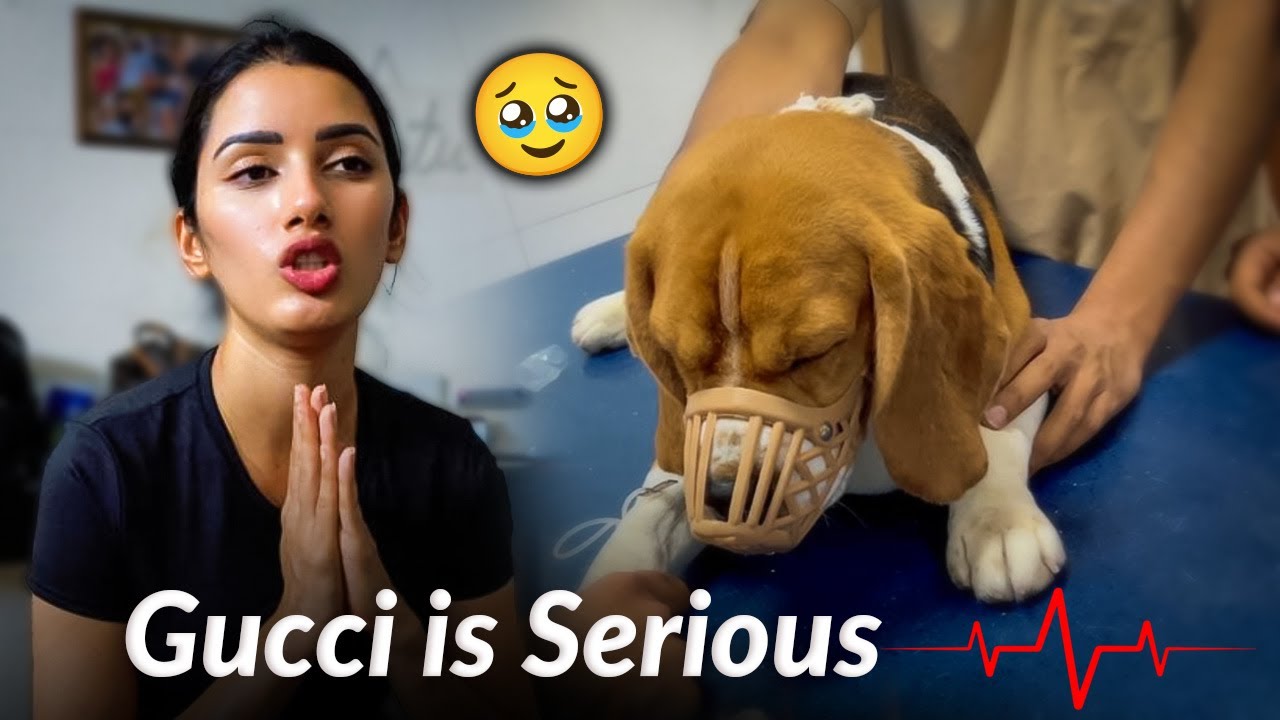 Gucci is Serious 😭 Poora Ghar Dar Gaya..!!