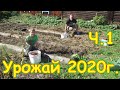 Сбор урожая 2020г. (Ч.1) Обзор огорода и собранного урожая. (10.20г.) Семья Бровченко.