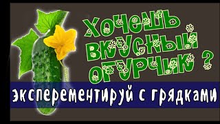 Огуречная грядка. Эксперементальная грядка для огурчиков.