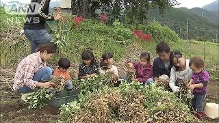 最盛期の落花生を収穫　神奈川・秦野市でイベント(14/09/20)