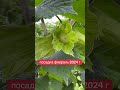 ФУНДУК для НАЧИНАЮЩИХ!!! ВТОРОЙ СЕЗОН после ПОСАДКИ!!!  ПОДПИСКА и лайк 👍