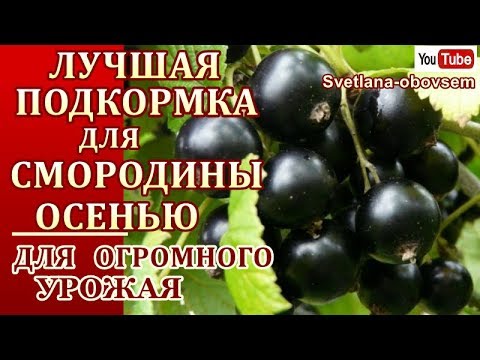 ОБЯЗАТЕЛЬНО УДОБРИТЕ ЭТИМ ЧЕРНУЮ СМОРОДИНУ ОСЕНЬЮ. УРОЖАЙ БУДЕТ ОГРОМНЫЙ..ПРОВЕРЕННЫЙ СПОСОБ..