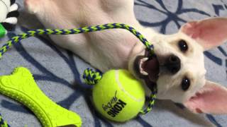 Meet Nimby, born without his front legs, but you'll be amazed at what he can still do!
